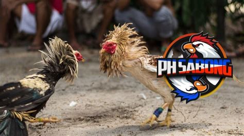 sabong international ph|Sabong International: The Best Online Sabong and PhSabong in .